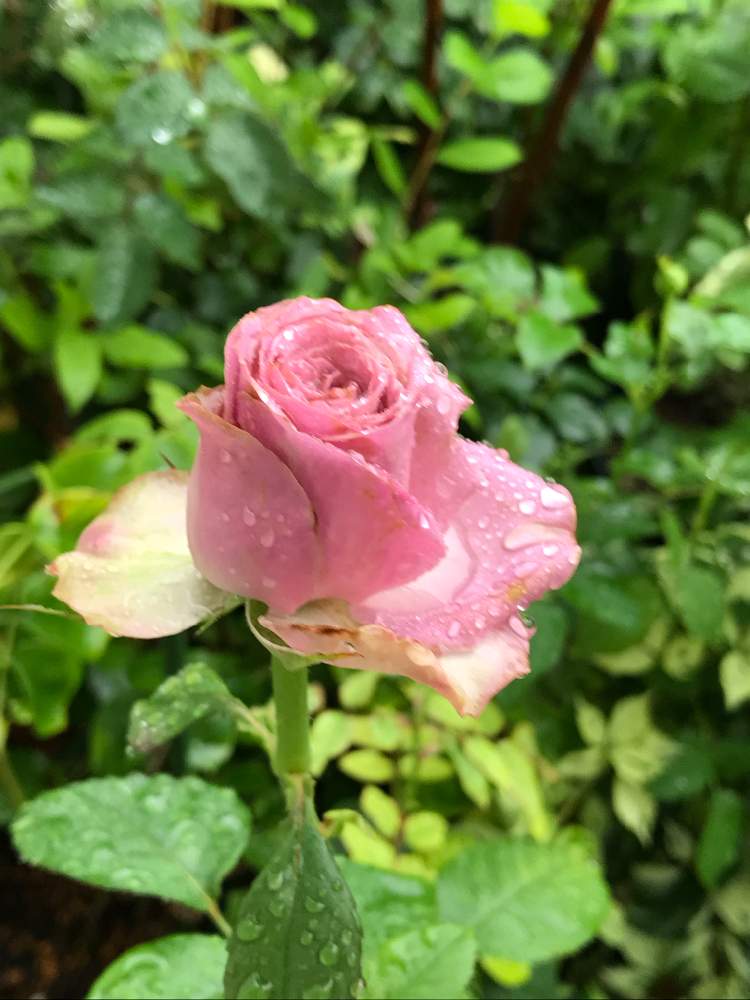 ブルーミルフィーユの投稿画像 By Vogel さん 小さな庭とバラ 切り花品種とばら バラ 薔薇とバラ 切り花品種とばら バラ 薔薇 月7月5日 Greensnap グリーンスナップ Greensnap グリーンスナップ