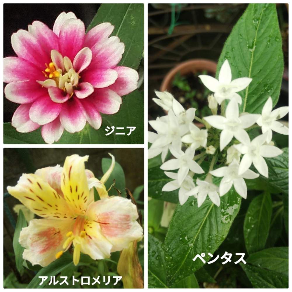 ペンタス の投稿画像 By メリーさん アルストロメリア とおうち園芸と鉢植えと小さい花壇と裏の花壇とジニア と花のある暮らしと狭い花壇と地植え 月7月5日 Greensnap グリーンスナップ