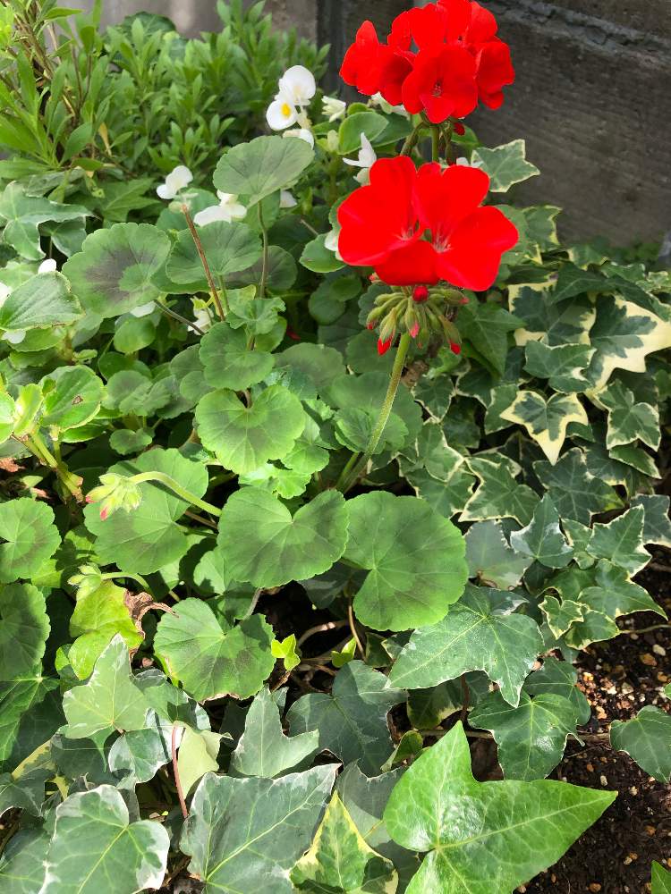 ゼラニウムの投稿画像 By ゆうゆうtaichiさん ヘデラとアイビーとベコニアと花のある暮らしとナチュラルが好き 月7月5日 Greensnap グリーンスナップ