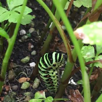 キアゲハの幼虫の画像 by カフェモカさん | テラスとセリとキアゲハの幼虫とみどりのある暮らしとおうちde菜園と虫の観察とささやかな幸せと花のある暮らしとかわいいな♡