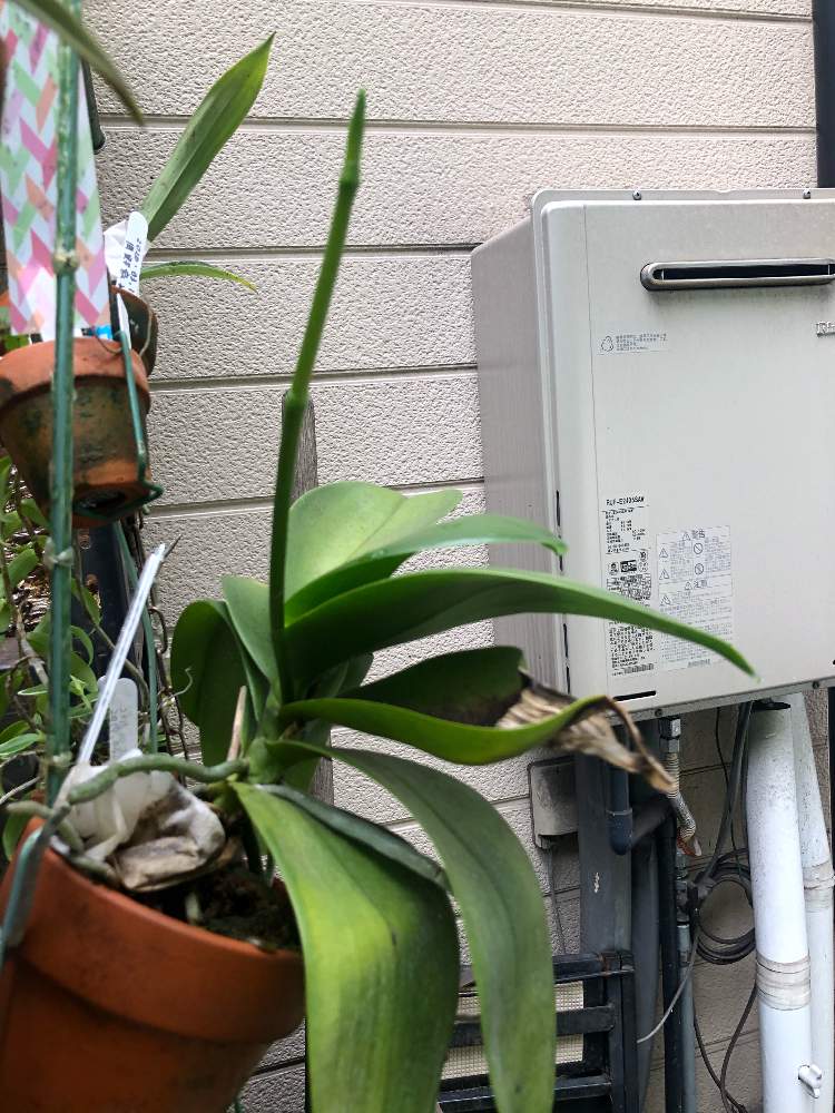 胡蝶蘭 アマビリスの投稿画像 By シロくま君さん 蘭の花とgs映えとgs日和とおうち園芸とおうちにいようと洋ランと花のある暮らしと洋らんと胡蝶蘭 月7月5日 Greensnap グリーンスナップ