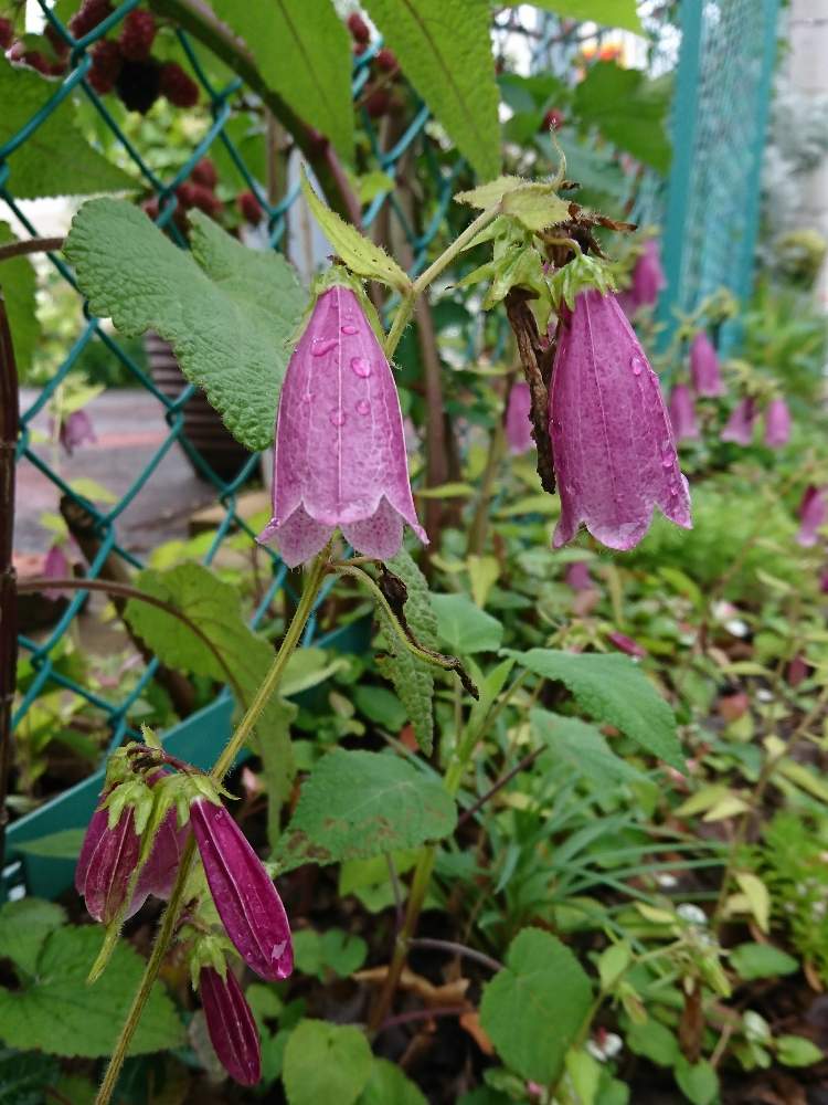 ホタルブクロの投稿画像 By Piacereさん お散歩と道端 月7月5日 Greensnap グリーンスナップ