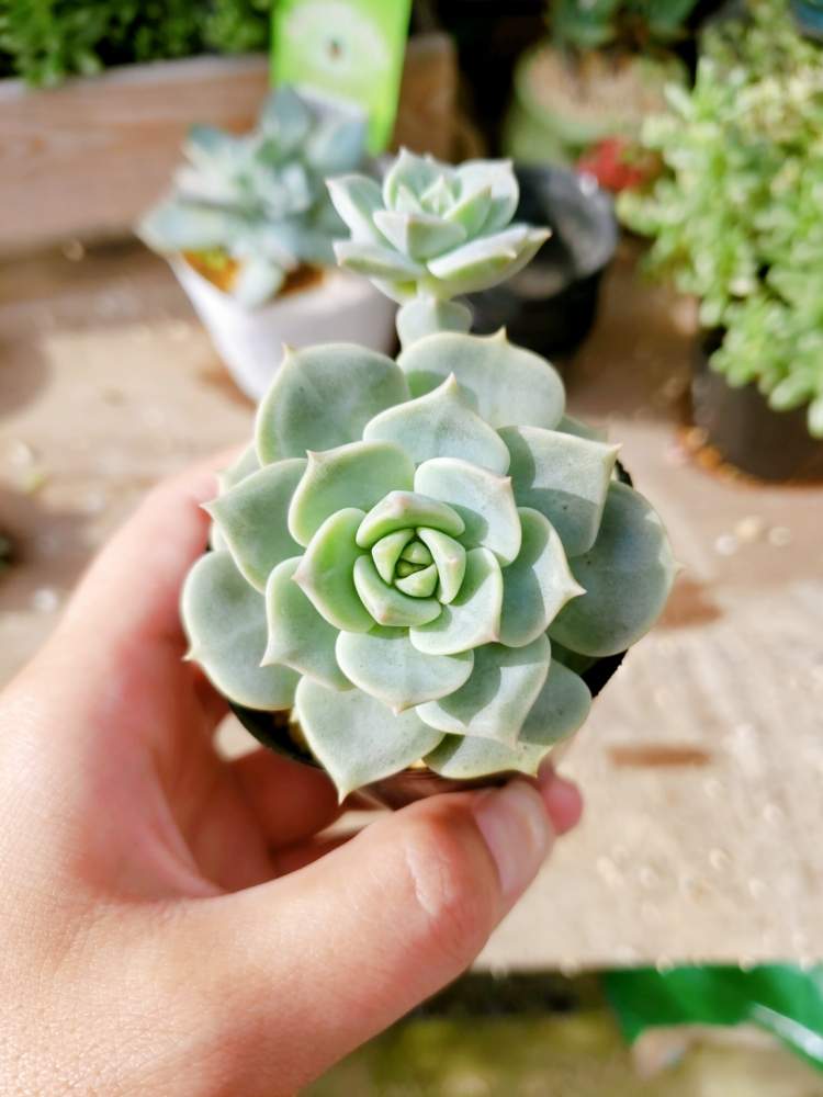多肉植物の投稿画像 By 芽吹さん 多肉植物 韓国苗とエケベリア属と多肉女子と多肉植物とサボテンと花のある暮らしと多肉棚と多肉植物 多肉の有るくらし 月7月5日 Greensnap グリーンスナップ