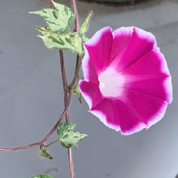 観葉あさがお 夏だよりの投稿画像一覧 Greensnap グリーンスナップ