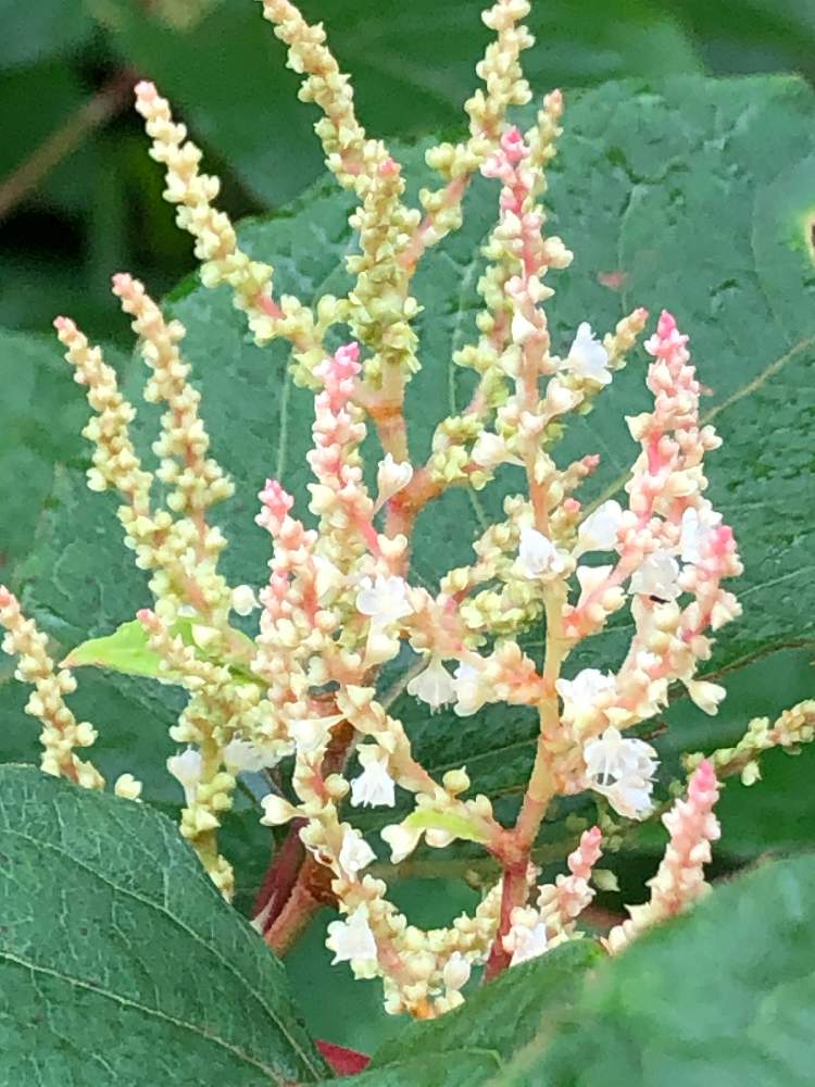 野草 の投稿画像 By イチゴさん 散歩道 と野に咲く花 と虎杖の花 と綺麗 と白い花 月7月5日 Greensnap グリーンスナップ