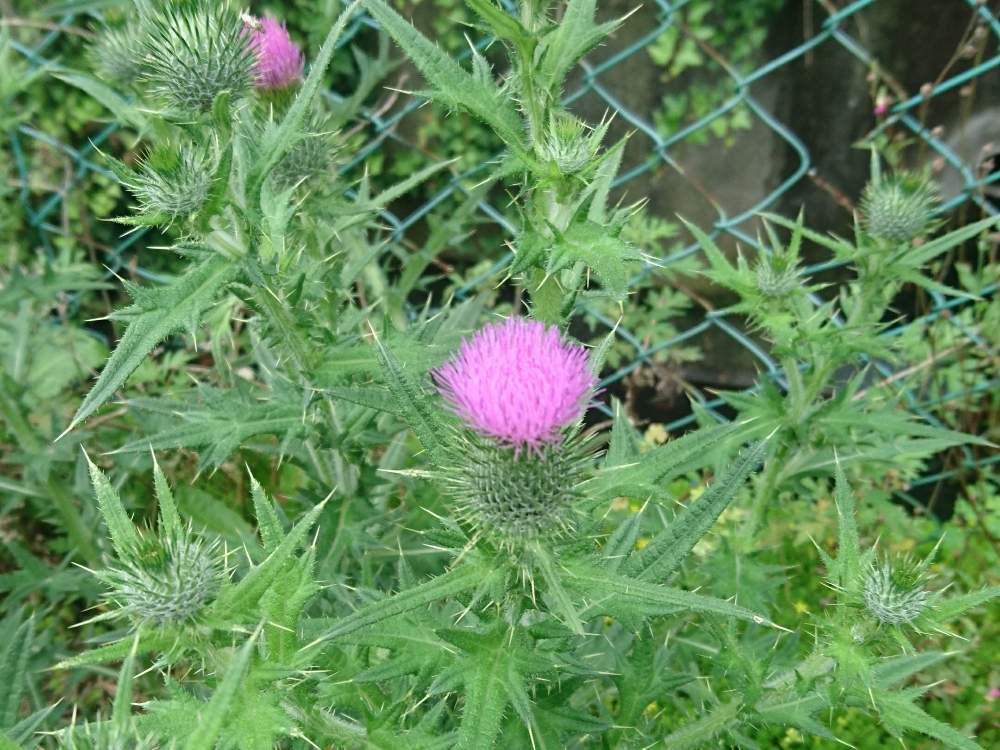 アザミの投稿画像 By ヒロンさん 月7月5日 Greensnap グリーンスナップ