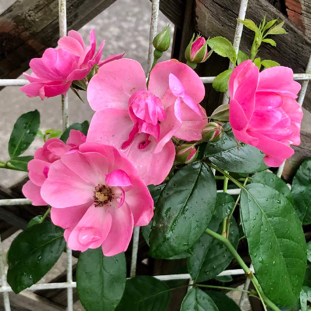 バラ アンジェラの投稿画像 By 3710さん 花のある暮らしと今朝の庭 とばら バラ 薔薇 月7月5日 Greensnap グリーンスナップ