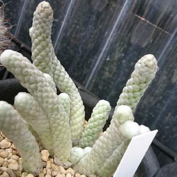 乾燥に強いの投稿画像一覧 Greensnap グリーンスナップ