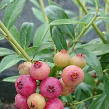 ブルーベリー ピンクレモネードの投稿画像一覧 Greensnap グリーンスナップ