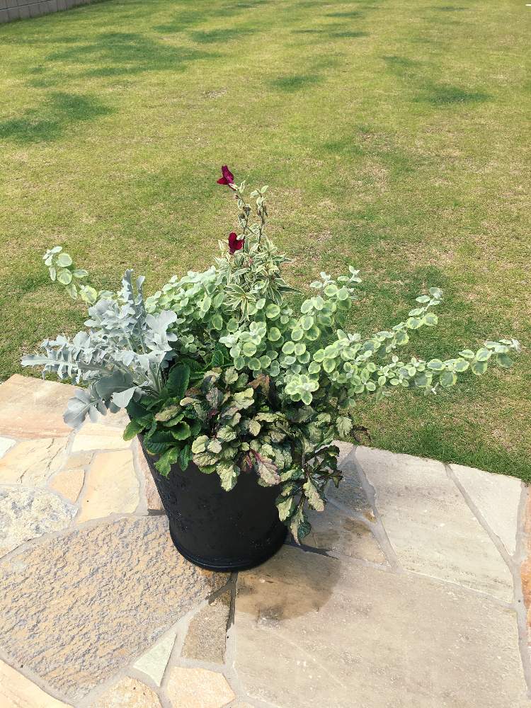 アジュガ ラテアート の投稿画像 By ゴールさん プリムラ シャビー とセントーレア マジックシルバー と金魚草スナップドラゴン クレバータッチ と班入りヘリクリサム ペチオラレ バリエガータ とお庭と緑いっぱいとおうち園芸 月7月5日 Greensnap