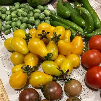 ミニトマト　イエローペアの画像 by dp106さん | 畑とミニキュウリ ラリーノとマイクロきゅうりと黒紫ミニトマトとミニトマト　イエローペアと家庭菜園