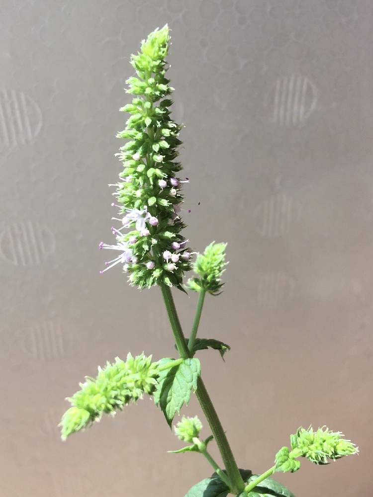 ミントの投稿画像 By あずきさん 花瓶と花のある暮らしとおうち園芸とハーブ 月7月5日 Greensnap グリーンスナップ