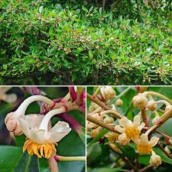 モッコクの花 の投稿画像一覧 Greensnap グリーンスナップ