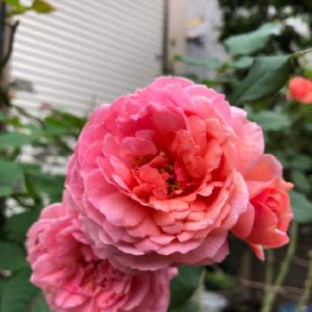 バラ・ラデュレの画像 by のりこさん | 小さな庭とバラ・ラデュレと花のある暮らしとバラ・ミニバラとばら バラ 薔薇とガーデニングフェスフォトコン