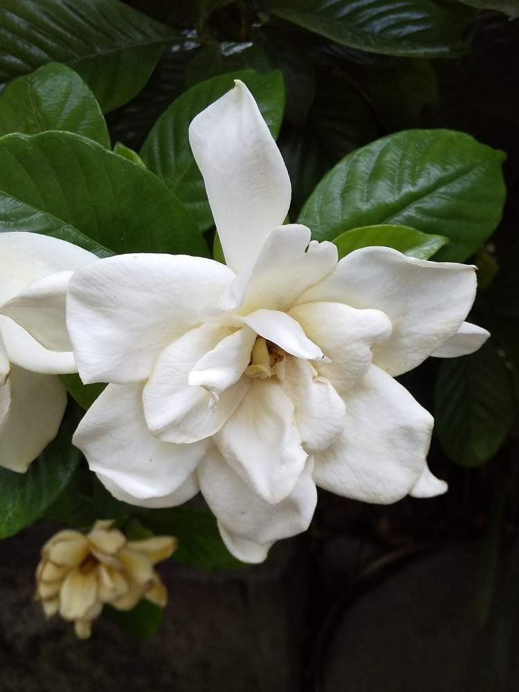 クチナシの投稿画像 By まさきちさん 月7月5日 Greensnap グリーンスナップ