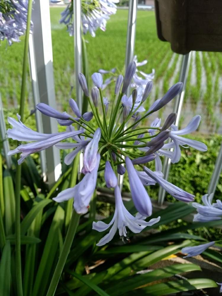 アガパンサスの投稿画像 By ラフアルさん 月7月5日 Greensnap グリーンスナップ