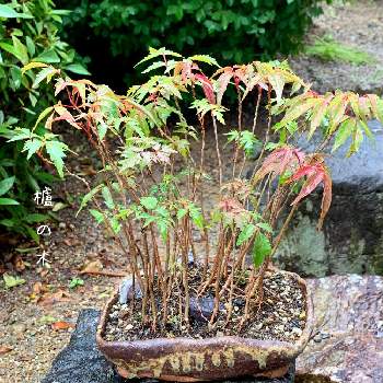 ハゼの木の画像 by 美野美谷さん | 広い庭とM's style bonsaiと雨の庭と櫨 の 木と和の庭とハゼの木と和風の庭とM's style bonsai(雑木)