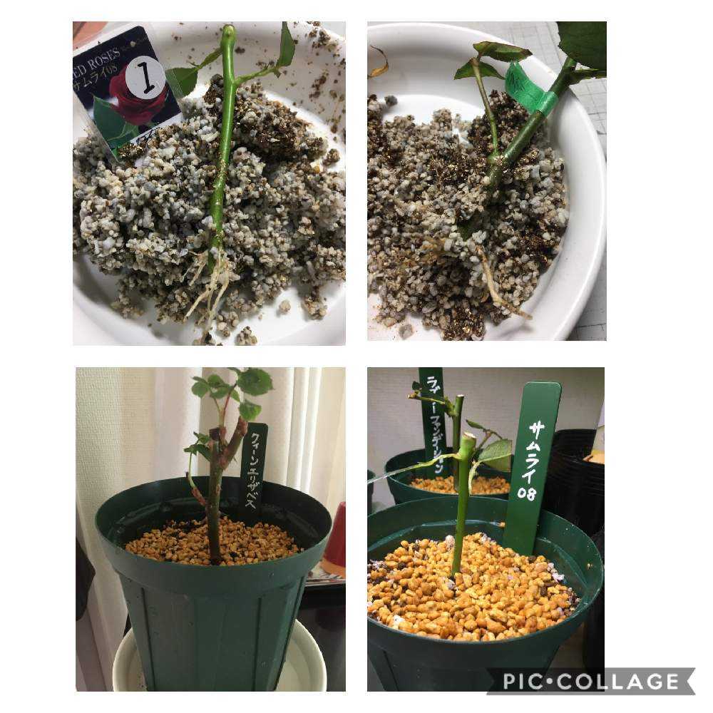 🌹バラ挿し木(挿し穂)の実践と考察2020年度(春挿し版)Article2