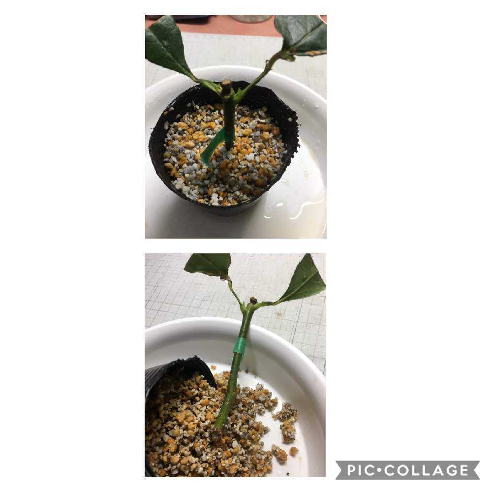 (ᵔᴥᵔ)♡ツルバラ♡挿し穂　かわいいお庭♡挿し穂用カット枝 My first attempt at rose cuttings: I tried them in three different