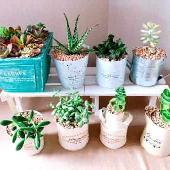 多肉ハーブの投稿画像一覧 Greensnap グリーンスナップ