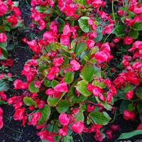 ベゴニアの画像