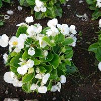 ベゴニアの画像