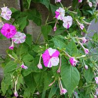 オシロイバナの画像