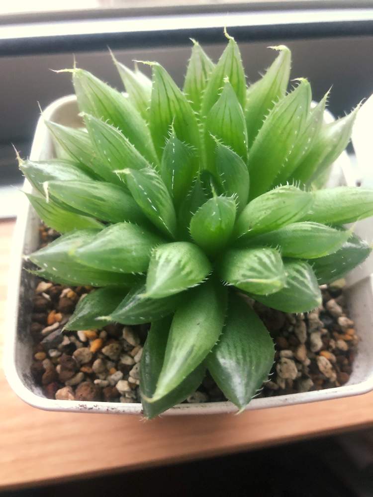 ハオルチアの投稿画像 By Togさん 青雲の舞と透明な窓と軟葉系ハオルチアとハオルチア属と大好き ハオルチアとわさぁ 月7月5日 Greensnap グリーンスナップ