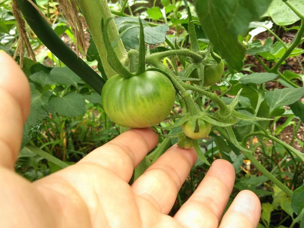 スーパーのミニトマトの種からの栽培記録 ４ 7月11日 土 追記 Greensnap グリーンスナップ