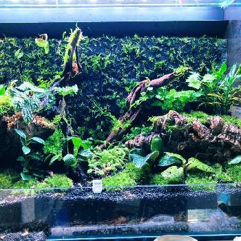 抽水植物の投稿画像一覧 Greensnap グリーンスナップ