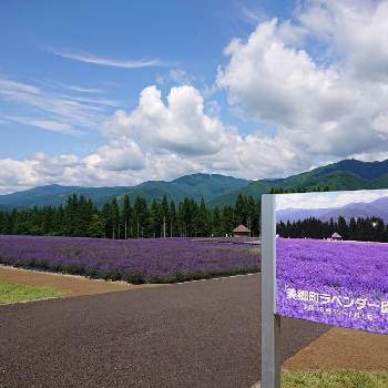 秋田県美郷町ラベンダー園の投稿画像一覧 Greensnap グリーンスナップ