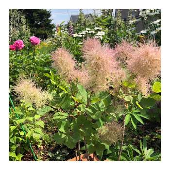 スモークツリー ピンクパールの投稿画像一覧 Greensnap グリーンスナップ