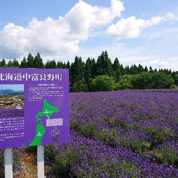 秋田県美郷町ラベンダー園の投稿画像一覧 Greensnap グリーンスナップ