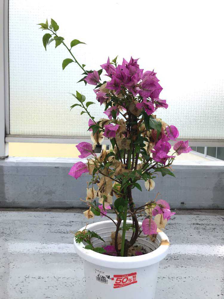 ブーゲンビリア再生計画｜🍀GreenSnap（グリーンスナップ）