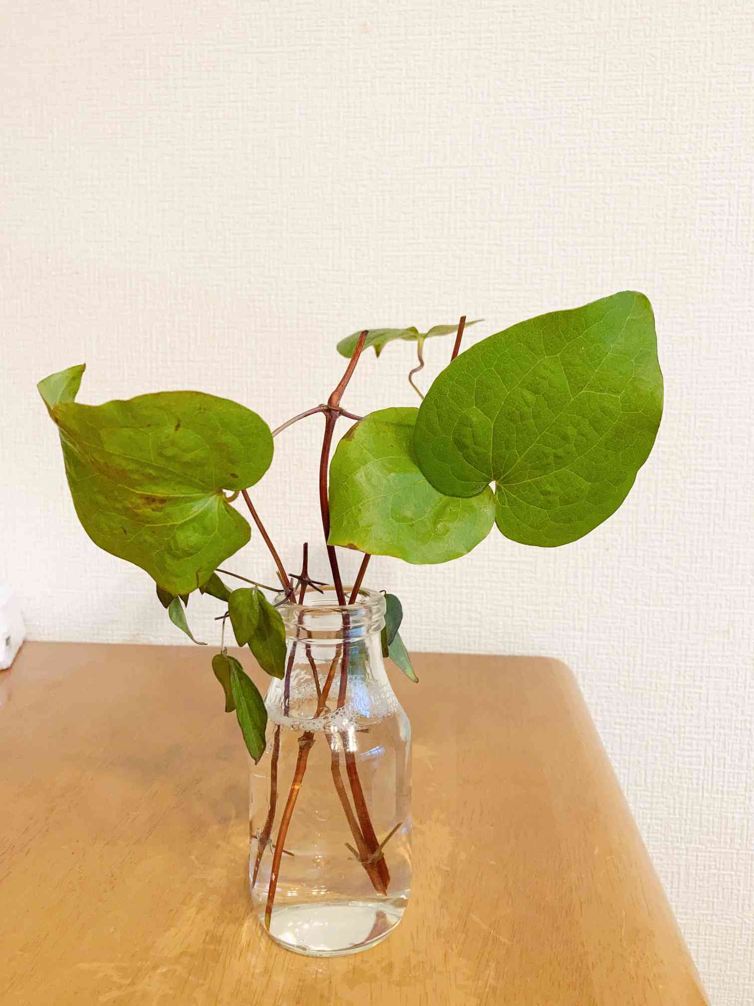 クレマチス挿し穂⭐お好きな番号 コメントに入れて下さい(*^^*) クレマチス挿し穂⭐お好きな番号 コメントに入れて下さい(*^^