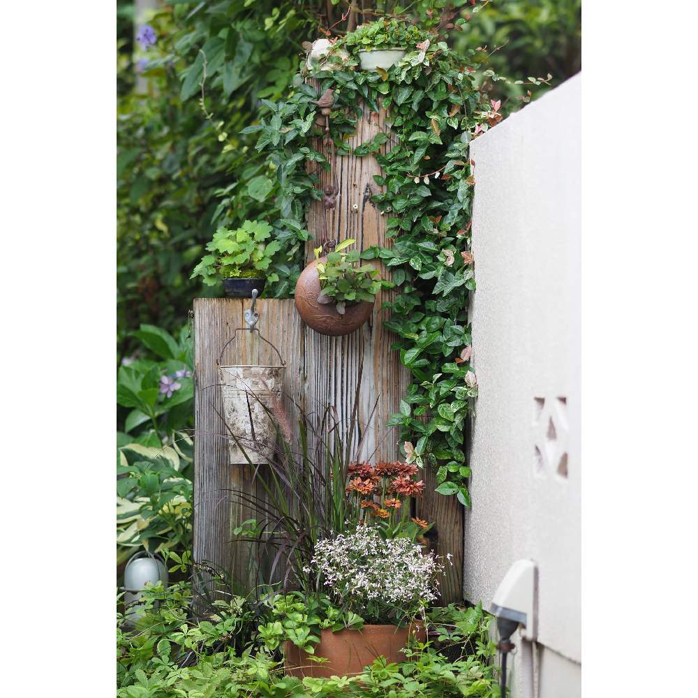小さな庭の画像 by 我楽多さん | 小さな庭といつもの箱庭（箱庭正面）とOM-D E-M1Ⅱといつもの箱庭（正面）と#OLM ED 75mm F1.8と七月の箱庭