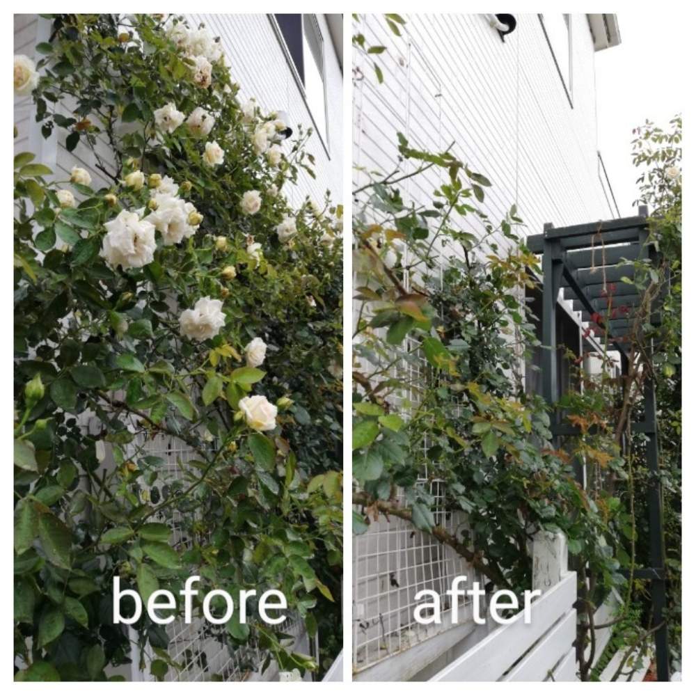 ブラン ピエール ドゥ ロンサールの投稿画像 By Puttinさん 小さな庭とつるバラ壁面誘引とばら バラ 薔薇 と手作りの庭とガーデニングとバラの地植えとロザリアンとつるバラ壁面誘引とばら バラ 薔薇と手作りの庭とガーデニングとバラの地植えとロザリアン 月7月5日