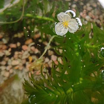 めだかと水草の花の投稿画像一覧 Greensnap グリーンスナップ