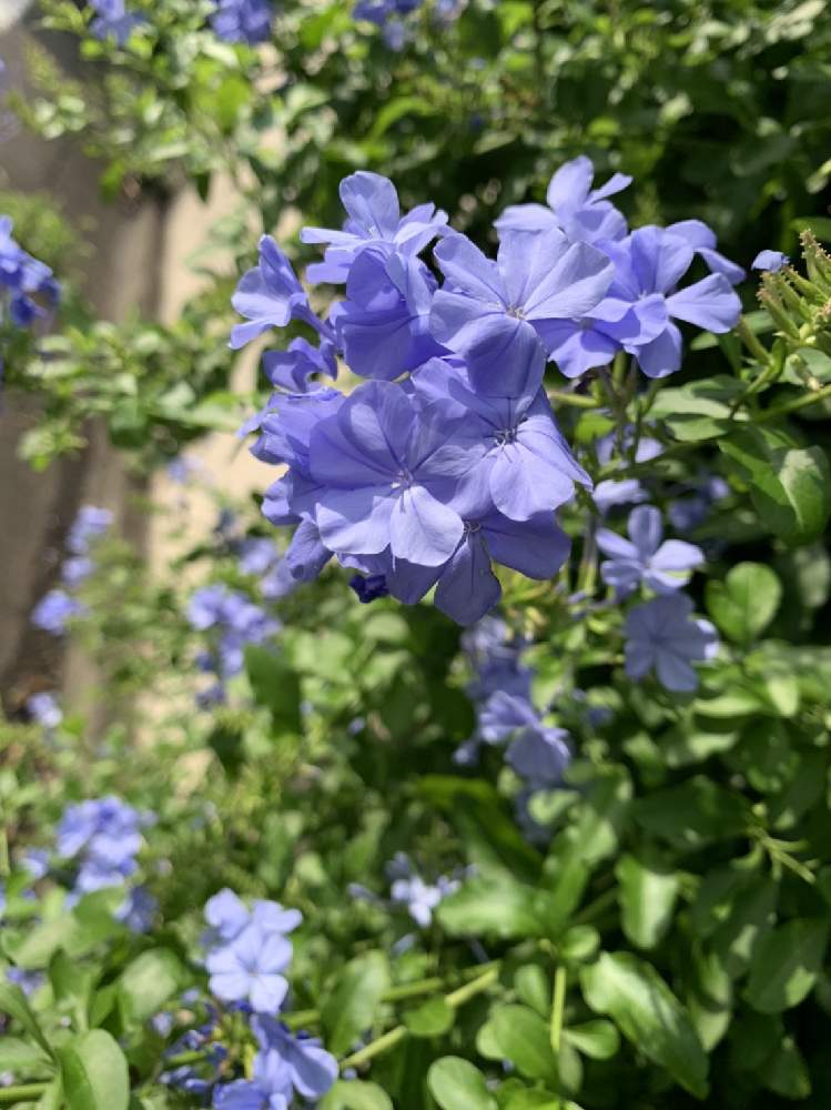 るりまつりの投稿画像 By Smoさん お出かけ先と夏の花と花のある暮らしと淡いブルーの花と夏の花と花のある暮らしと淡いブルーの花 月7月6日 Greensnap グリーンスナップ Greensnap グリーンスナップ るりまつりの投稿画像 By Smoさん お出かけ先と夏の花と花のある暮らしと淡いブルーの花と夏の花と花のある暮らしと淡いブルーの花 月7月6日 Greensnap グリーンスナップ Greensnap グリーンスナップ