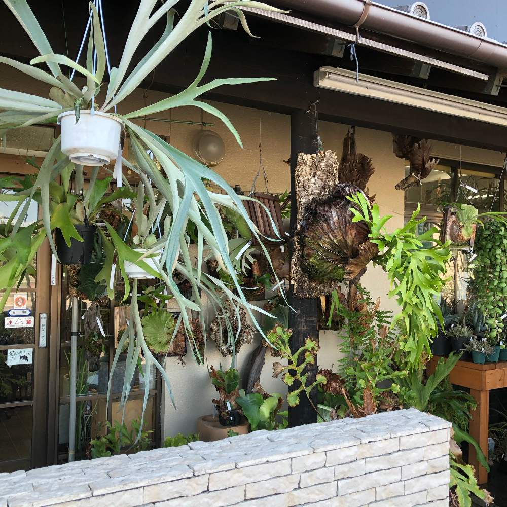 ビカクシダ キッチャクードの投稿画像 By Hanabisouさん ビカクシダ ビーチーと コウモリラン とビカクシダ ヒリーと観葉植物と植物のある暮らしとビカクシダ リドレイと ビカクシダと植物と店頭販売と植中毒とhanabisouと半田市花屋とコウモリラン スパーバムと販売