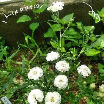 アキレア ノブレッサの投稿画像一覧 Greensnap グリーンスナップ