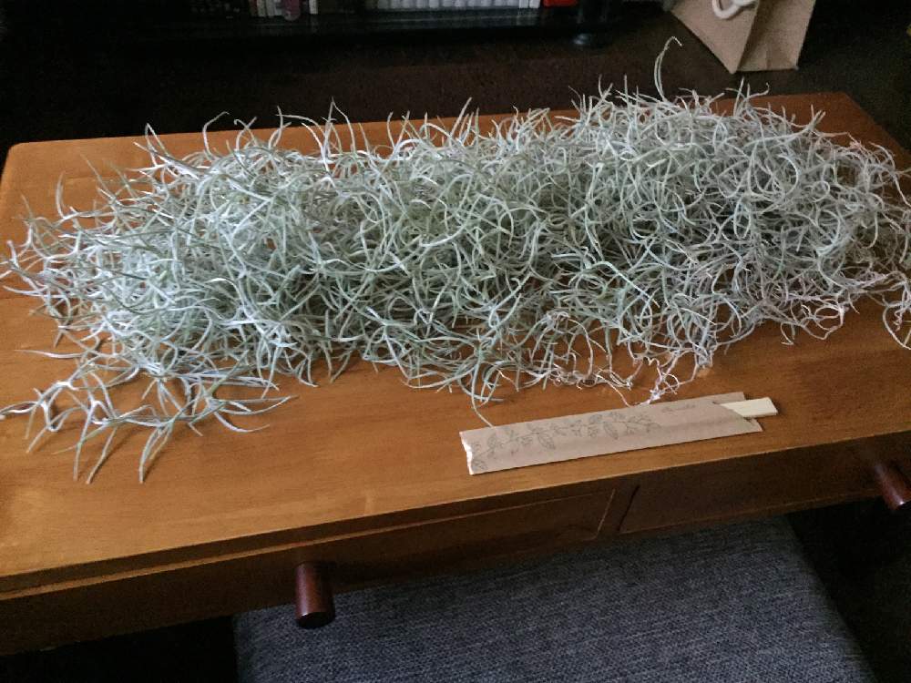 ウスネオイデスの投稿画像 By 棗さん チランジア ウスネオイデスとエアプランツ チランジアとみどりのある暮らしと植物のある暮らしとグリーンのある暮らしとno Green No Lifeと植中毒とウスネ蕎麦と緑のある暮らしとチランジア属と観葉植物がスキとエアープランツ