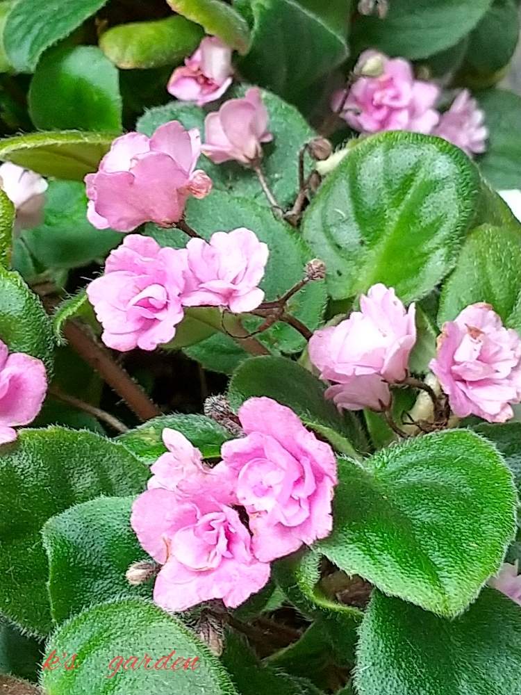 セントポーリアの投稿画像 By Kikorinさん セントポーリア フェアリーファウンテンと咲いてくれてありがとう と新型コロナウィルスに負けるなとお気に入り とおうち園芸と鉢植えと私の癒し系達 と花のある暮らしとかわいい 月7月6日 Greensnap グリーン