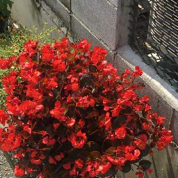 シュウカイドウ属の画像 by manabeさん | 赤い花とシュウカイドウ科と買い物帰りとシュウカイドウ属