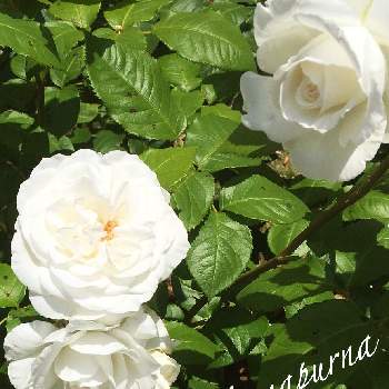 ドリュの画像 by せーらさん | お出かけ先とバラと薔薇とアンナプルナと強香とばら バラ 薔薇と白いバラと房咲きと新型コロナウィルスに負けるなと癒しとフランスのバラとこんな時こそ花をとドリュと四季咲き大輪と白い花とバラ・ハイブリッドティーとばら 薔薇 バラとバラ 四季咲きとバラを楽しむと散策と大輪のぱら