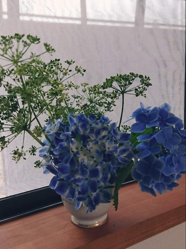 イタリアンパセリの投稿画像 By かねーちゃんさん 紫陽花 月7月6日 Greensnap グリーンスナップ