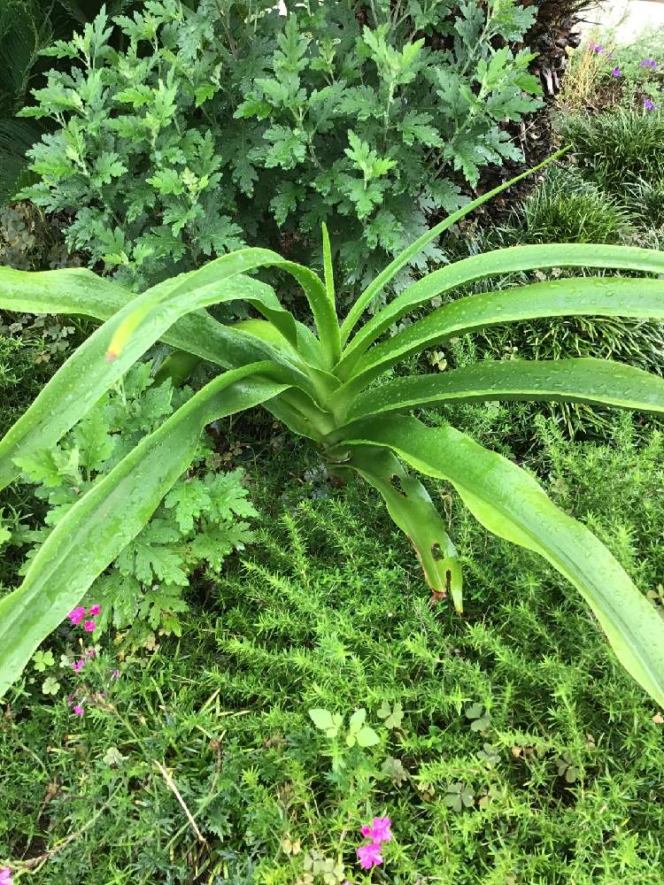 といくんさんの投稿画像 月7月6日 Greensnap グリーンスナップ