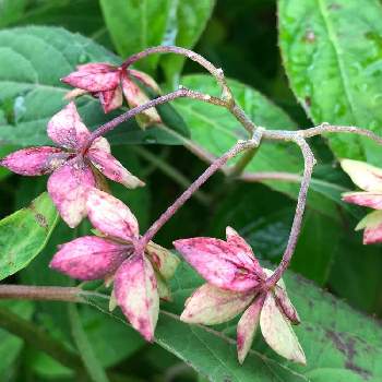 山紫陽花七段花の投稿画像一覧 Greensnap グリーンスナップ