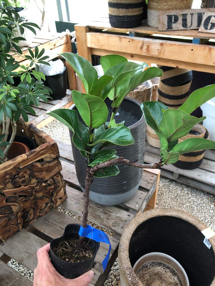 観葉植物の投稿画像 By Greens Houseさん ボタニカルライフと観葉植物のあるお店とグリーンインテリアと植物大好きとgreens Houseとインテリアと植物と岐阜県と花のある暮らし 月7月6日 Greensnap グリーンスナップ