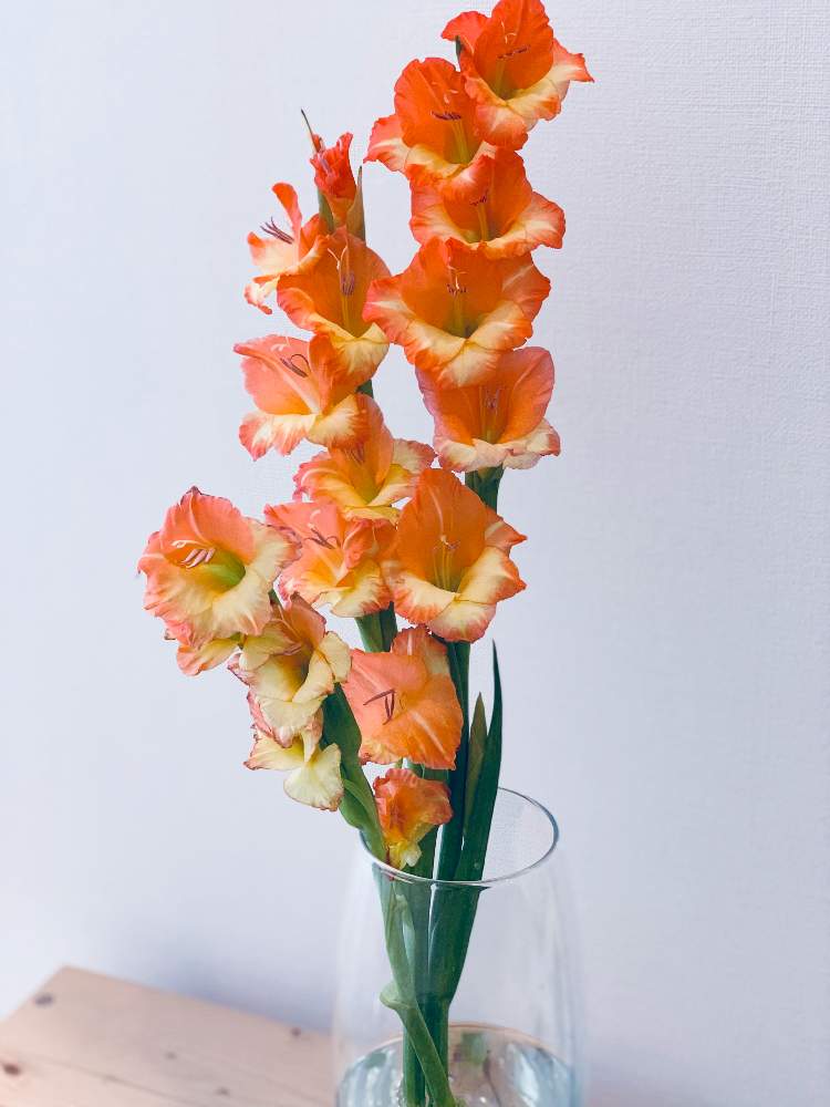 グラジオラスの投稿画像 By Izuminさん 切り花と花瓶と花のある暮らしと花を飾る 月7月6日 Greensnap グリーンスナップ
